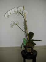 orchid1.jpg (374315 bytes)