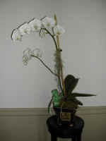 orchid2.jpg (369577 bytes)
