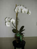 orchid3.jpg (383786 bytes)