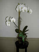 orchid4.jpg (385997 bytes)
