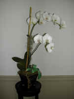 orchid5.jpg (368953 bytes)