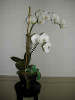 orchid6.jpg (369180 bytes)