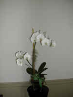 orchid7.jpg (350008 bytes)
