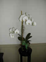 orchid8.jpg (368105 bytes)